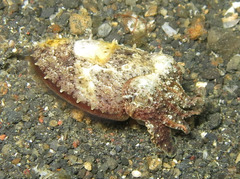 Sepia bandensis