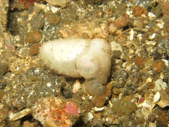 Sepia bandensis