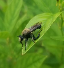 Laphria