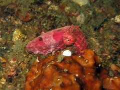 Sepia bandensis