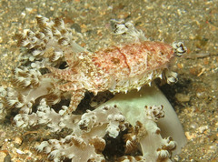 Sepia bandensis