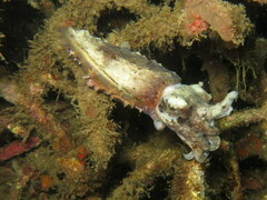 Sepia bandensis