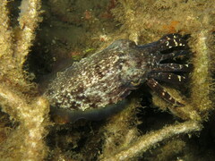 Sepia bandensis