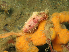 Sepia bandensis