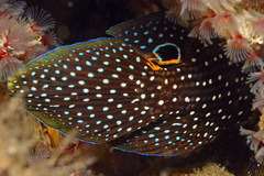 Calloplesiops altivelis