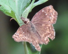 Anisochoria minorella