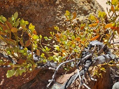 Viscum rotundifolium