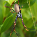 Tiger Spider - Photo (c) Cyron Ray Macey, some rights reserved (CC BY)