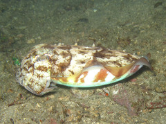 Sepia latimanus