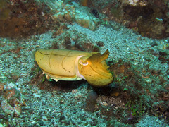 Sepia latimanus