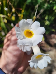 Amphilophium lactiflorum