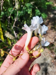 Amphilophium lactiflorum