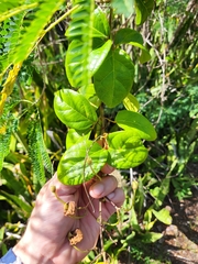 Amphilophium lactiflorum