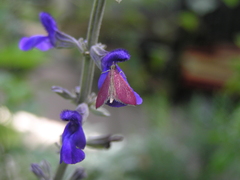 Pyrausta inornatalis