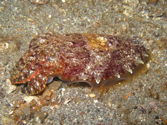 Sepia latimanus