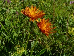 Crepis aurea