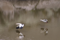 Oressochen melanopterus