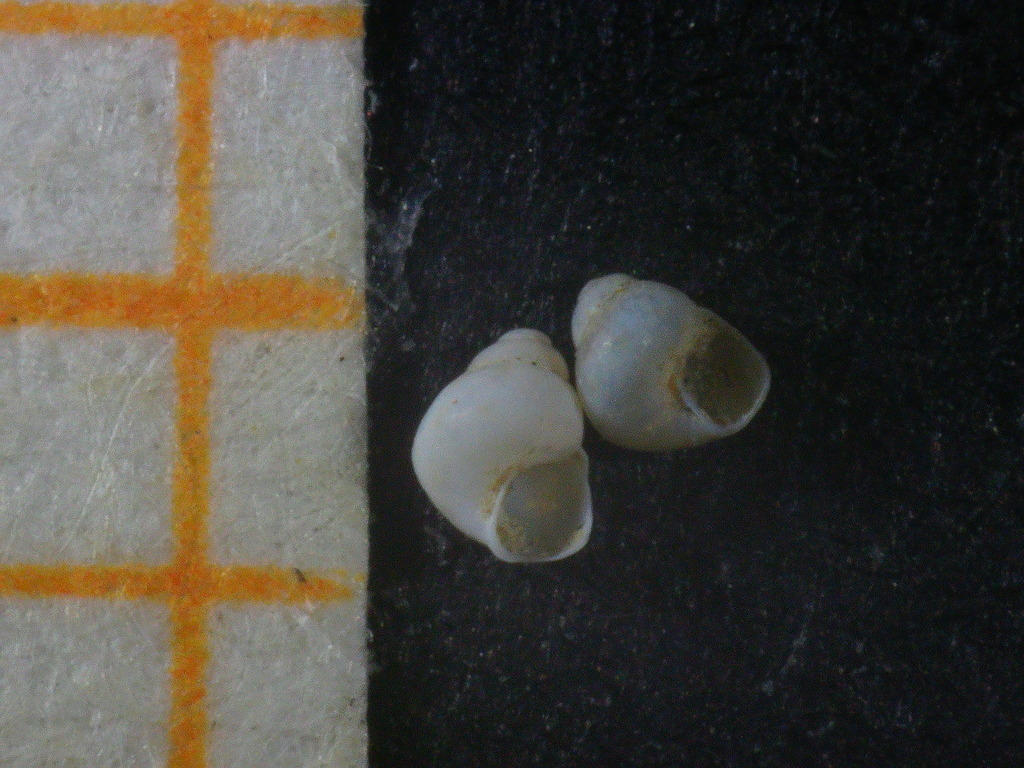 Obtusella