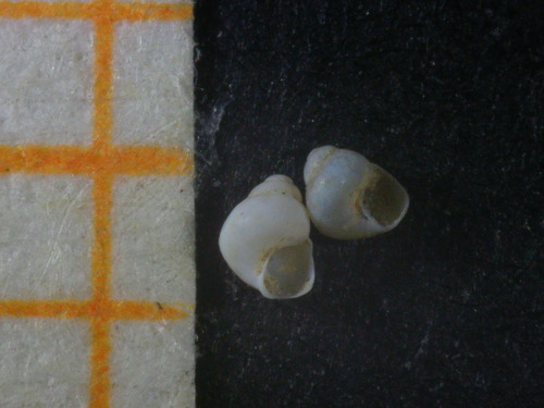 Representative image of Obtusella