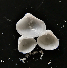 Varicorbula limatula