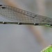 Oxyagrion ablutum - Photo (c) Rich Hoyer, algunos derechos reservados (CC BY-NC-SA), uploaded by Rich Hoyer