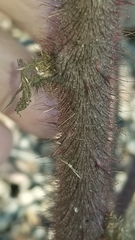 Rubus phoenicolasius