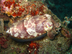 Sepia latimanus