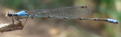 Oxyagrion ablutum