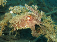 Sepia latimanus