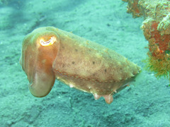 Sepia latimanus