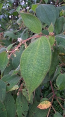 Miconia bullosa