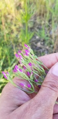 Centaurium pulchellum