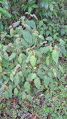 Miconia bullosa