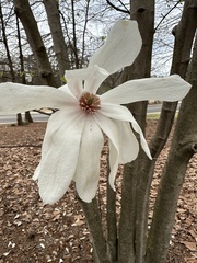 Magnolia tripetala
