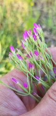 Centaurium pulchellum