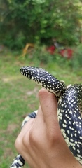 Lampropeltis holbrooki