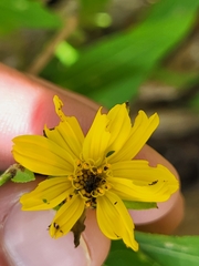 Wedelia calycina
