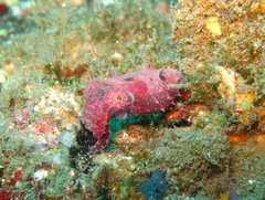 Sepia bandensis