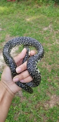 Lampropeltis holbrooki