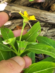 Wedelia calycina
