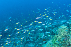 Pterocaesio lativittata