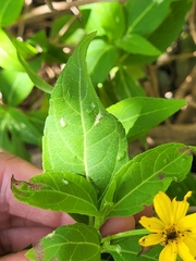 Wedelia calycina