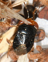 Geocoris erythrocephalus