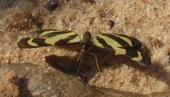 Baeotis euprepes