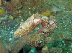 Sepia bandensis