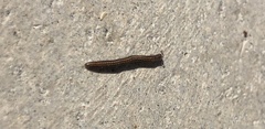 Brachyiulus