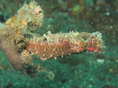 Sepia bandensis