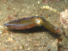 Sepioteuthis lessoniana