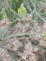 Baccharis articulata