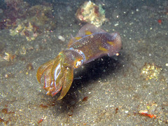 Sepioteuthis lessoniana